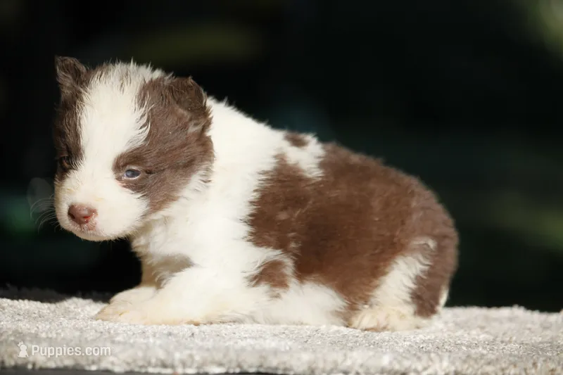 Carrot – Yakutian Laika puppy for sale in Wells River, VT