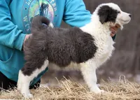 Christmas, a male Yakutian Laika for sale in West Springfield, MA – Photo 2 of 4