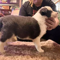 Christmas, a male Yakutian Laika for sale in Woodsville, NH – Photo 2 of 2