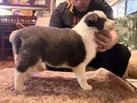 Christmas, a male Yakutian Laika for sale in Wells River, VT – Photo 2 of 2