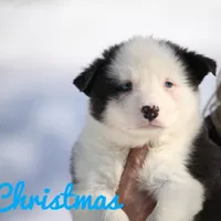 Christmas, a male Yakutian Laika for sale in Woodsville, NH – Photo 1 of 2