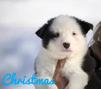 Christmas, a male Yakutian Laika for sale in Wells River, VT – Photo 1 of 2