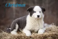 Christmas, a male Yakutian Laika for sale in West Springfield, MA – Photo 1 of 4