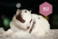 Wild Strawberry, a female Yakutian Laika for sale in Wells River, VT – 1 of 3