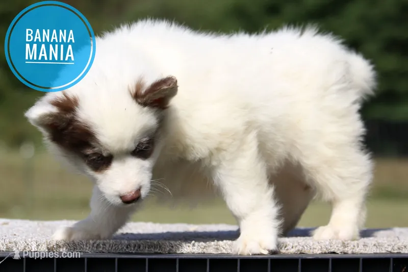 Banana Mania – Yakutian Laika puppy for sale in Auriesville, NY