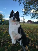 Dolly, a female Yakutian Laika for sale in Auriesville, NY – 1 of 1