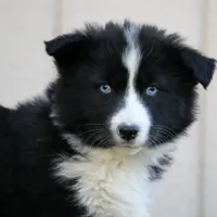 Snack, a female Yakutian Laika for sale in Woodsville, NH – Photo 5 of 10