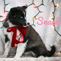 Snack, a female Yakutian Laika for sale in Woodsville, NH – Photo 1 of 10