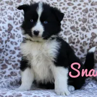 Snack, a female Yakutian Laika for sale in Woodsville, NH – Photo 3 of 10