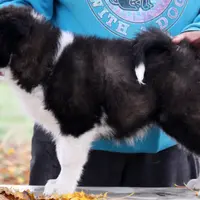 Snack, a female Yakutian Laika for sale in Woodsville, NH – Photo 8 of 10