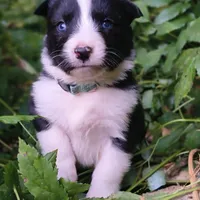 Snack, a female Yakutian Laika for sale in Woodsville, NH – Photo 6 of 10