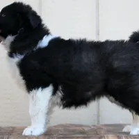 Snack, a female Yakutian Laika for sale in Woodsville, NH – Photo 7 of 10