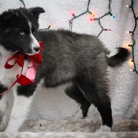 Snack, a female Yakutian Laika for sale in Woodsville, NH – Photo 10 of 10
