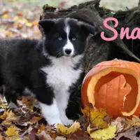 Snack, a female Yakutian Laika for sale in Woodsville, NH – Photo 2 of 10
