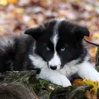 Snack, a female Yakutian Laika for sale in Woodsville, NH – Photo 9 of 10
