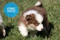 Atomic Tangerine, a male Yakutian Laika for sale in Auriesville, NY – 2 of 2