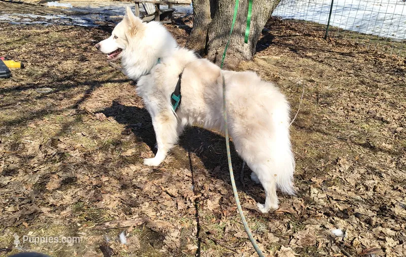 Nook – Yakutian Laika puppy for sale in Woodsville, NH