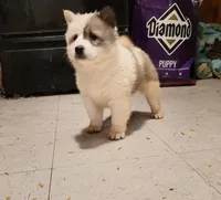 Juniper, a female Thai Bangkaew for sale in Wells River, VT – Photo 2 of 2