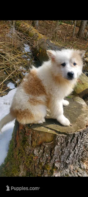 Juniper, a female Thai Bangkaew for sale in Wells River, VT – Photo 1 of 2