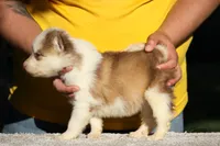 Jazzberry Jam, a female Yakutian Laika for sale in Wells River, VT – 2 of 3