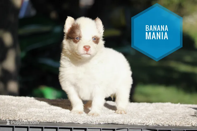 Banana Mania – Yakutian Laika puppy for sale in Wells River, VT