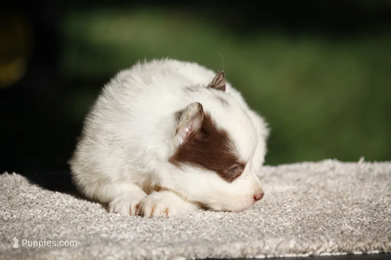 Mango Tango – Yakutian Laika puppy for sale in Wells River, VT
