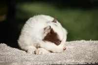Mango Tango, a male Yakutian Laika for sale in Wells River, VT – 1 of 3
