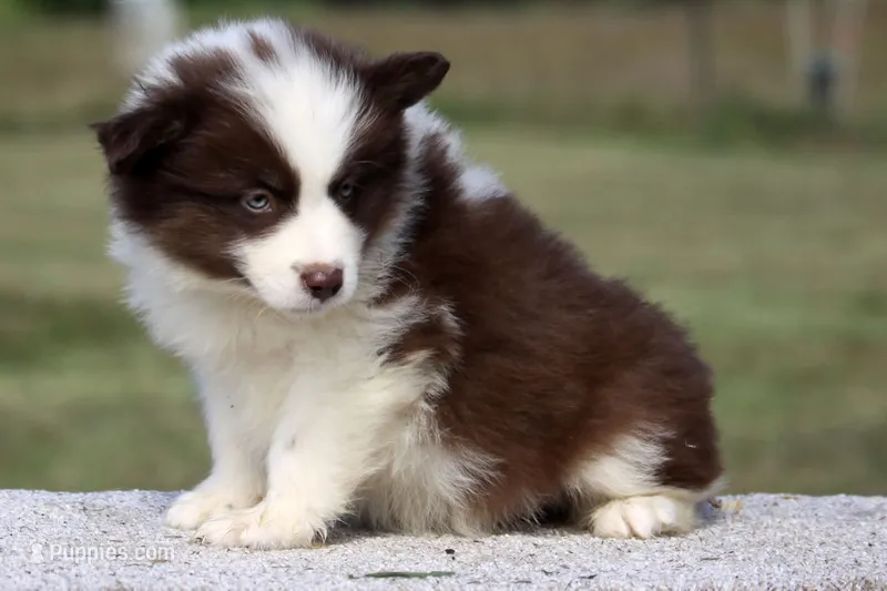 Neon Carrot – Yakutian Laika puppy for sale in Auriesville, NY