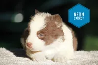 Carrot, a male Yakutian Laika for sale in Wells River, VT – 2 of 2