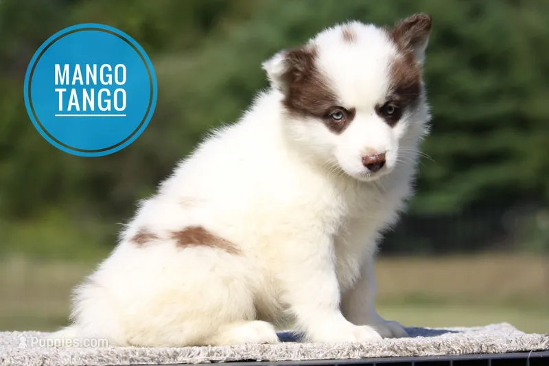 Mango Tango – Yakutian Laika puppy for sale in Auriesville, NY