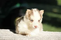 Jazzberry Jam, a female Yakutian Laika for sale in Wells River, VT – 3 of 3