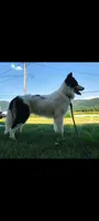 Roku, a male Yakutian Laika for sale in Greenfield, MA – 3 of 3