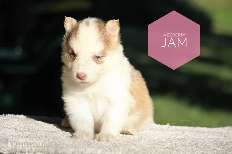 Jazzberry Jam – Yakutian Laika puppy for sale in Wells River, VT