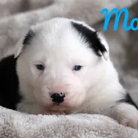 Moon, a male Yakutian Laika for sale in Woodsville, NH – Photo 2 of 2