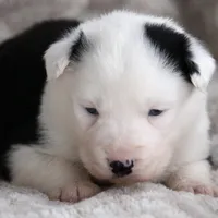 Moon, a male Yakutian Laika for sale in Woodsville, NH – Photo 1 of 2