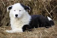 Moon, a male Yakutian Laika for sale in West Springfield, MA – Photo 2 of 4