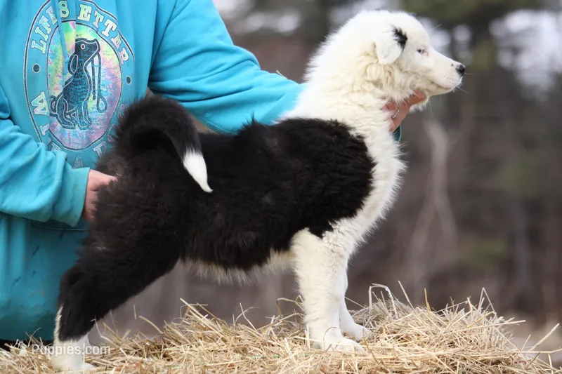 Moon – Yakutian Laika puppy for sale in Woodsville, NH