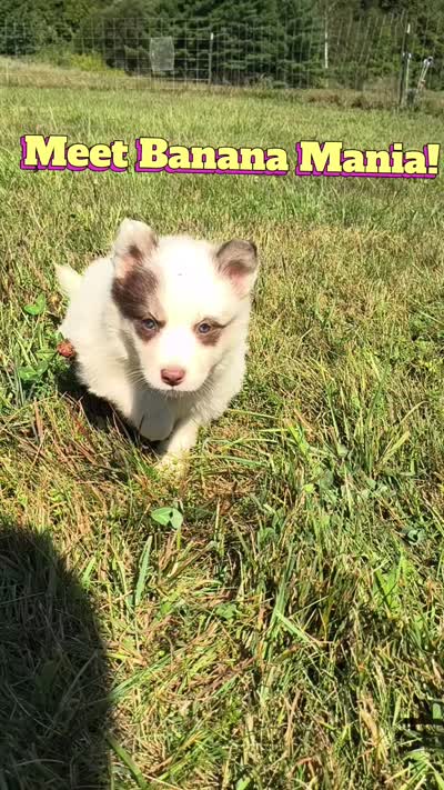Banana Mania, a male Yakutian Laika for sale in Goshen, CT – 4 of 4