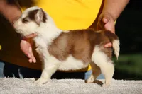 Razzmic Berry, a female Yakutian Laika for sale in Wells River, VT – 2 of 3