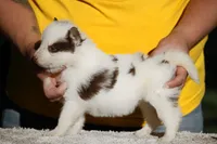 Wild Strawberry, a female Yakutian Laika for sale in Wells River, VT – 3 of 3