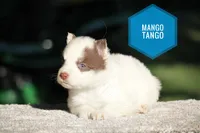 Mango Tango, a male Yakutian Laika for sale in Wells River, VT – 2 of 3