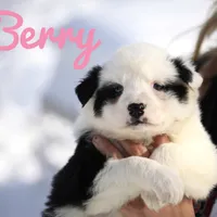 Berry, a female Yakutian Laika for sale in Woodsville, NH – Photo 1 of 4