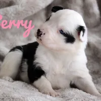 Berry, a female Yakutian Laika for sale in Woodsville, NH – Photo 2 of 4
