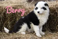 Berry, a female Yakutian Laika for sale in West Springfield, MA – Photo 1 of 7
