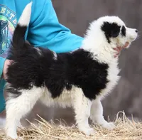Berry, a female Yakutian Laika for sale in West Springfield, MA – Photo 2 of 7