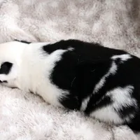 Berry, a female Yakutian Laika for sale in Woodsville, NH – Photo 3 of 4