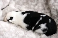 processed/af6dc9b3-1649-464c-8b76-f127bcb36b16/listing/de46d2e0-5b4a-48f7-8d77-be9501483027/e39b1119-16c6-4c42-8207-020399868c61