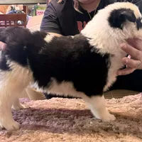 Berry, a female Yakutian Laika for sale in Woodsville, NH – Photo 4 of 4
