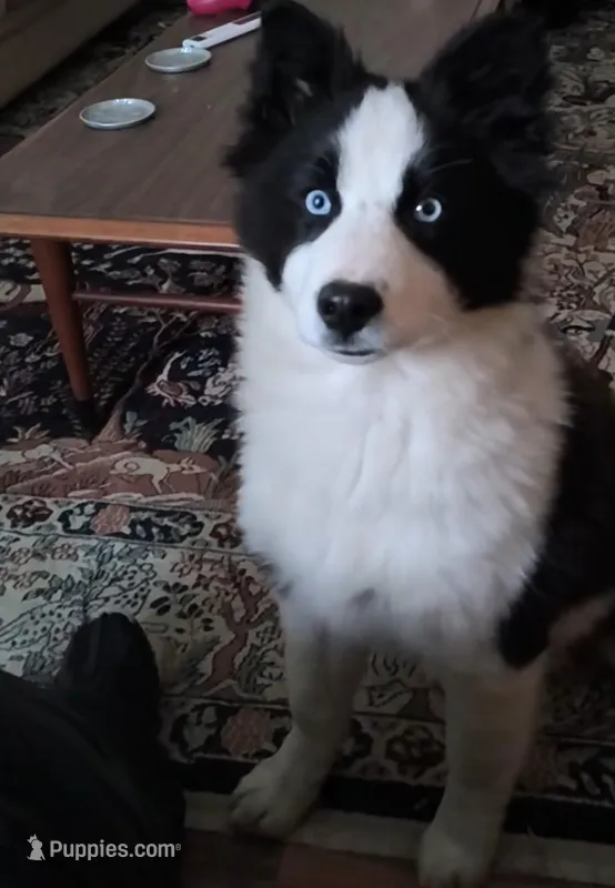 Dandi – Yakutian Laika puppy for sale in West Springfield, MA