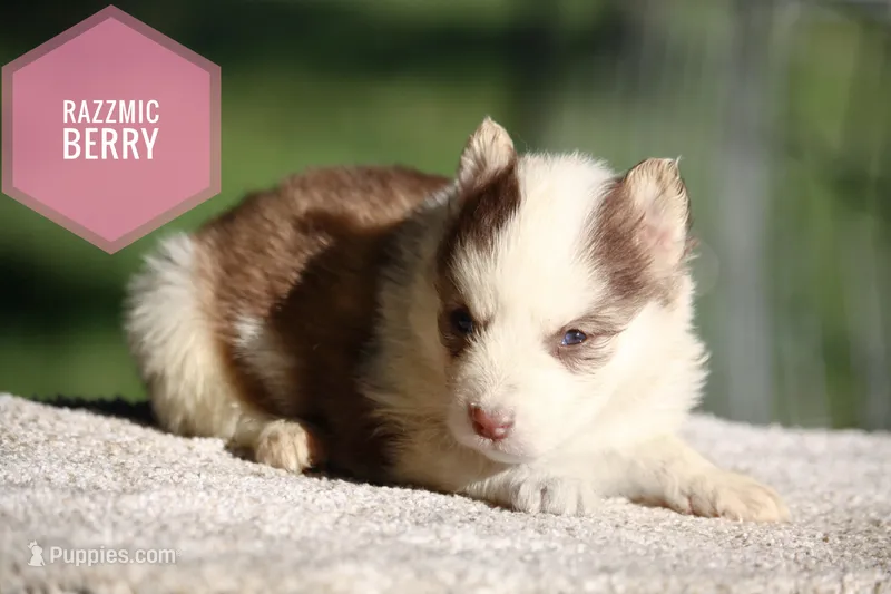 Razzmic Berry – Yakutian Laika puppy for sale in Wells River, VT